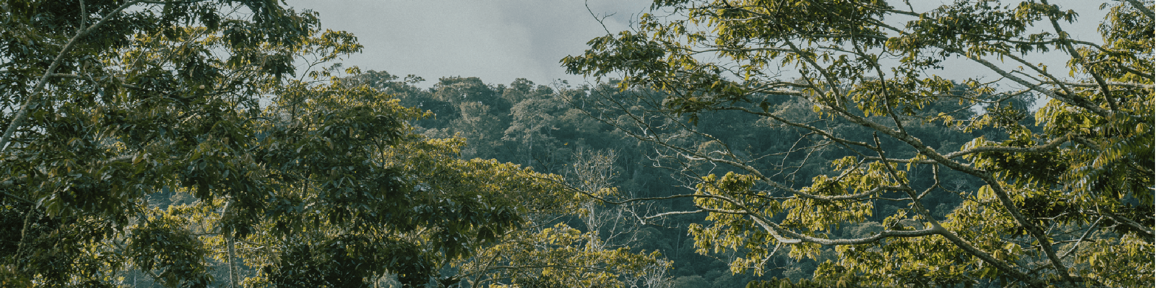 Sourcing Peruvian Specialty Coffee