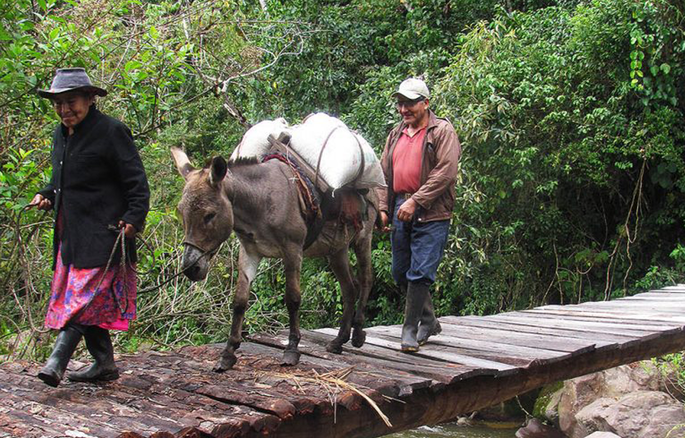 Desde el Valle Los Chilchos en Amazonas llegó el café que llamamos Mono Choro